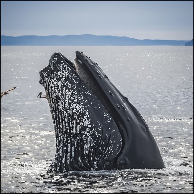 humpback whale head out of water